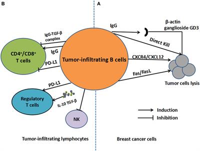 Frontiers | New Insights Into Tumor-Infiltrating B Lymphocytes In ...